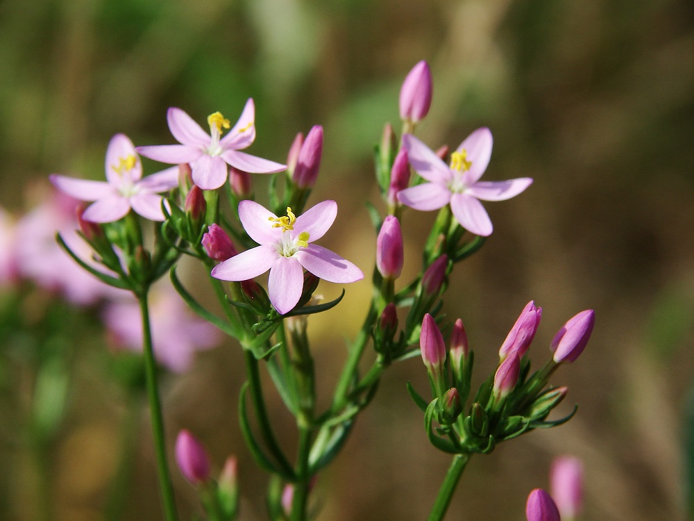 centaurium-erythraea.jpg