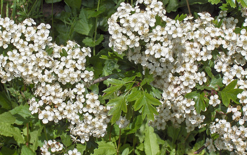 crataegus_monogyna3_800.png